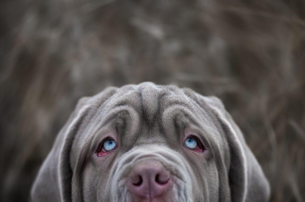 The Mastiff Closely Resembles Hagrid's Dog Fangs From Harry Potter,
