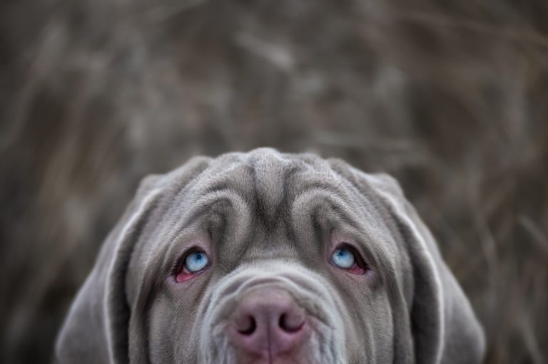 The Mastiff Closely Resembles Hagrid's Dog Fangs From Harry Potter,